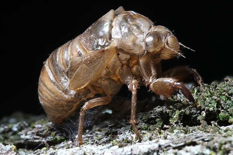 Illustration for article titled Shooting Challenge: Bugs 1